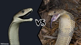 BLACK MAMBA VS KING COBRA  Who Will Win [upl. by Narot]