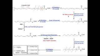 Beta Oxidation of a Polyunsaturated Fatty Acid Linoleic Acid [upl. by Anwahsal686]