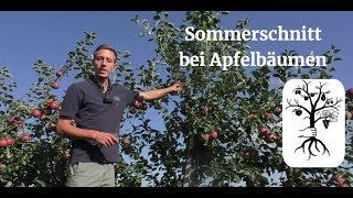 Der Sommerschnitt beim Apfel leicht gemacht  Obstbäume im Sommer schneiden [upl. by Adnulahs]