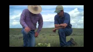 Montana Ranching Raising Family and Beef Part Two [upl. by Danyelle]