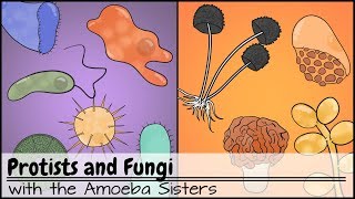 Protists and Fungi [upl. by Griggs]