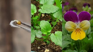 Planting flowers  How to grow Pansy from seeds  Growing pansies from seed [upl. by Dix]