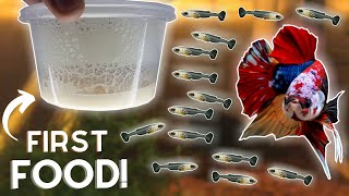 How to Breed Bettas Hatching the Eggs Part 2 [upl. by Thun]