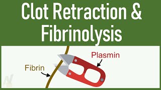 Clot Retraction amp Fibrinolysis [upl. by Manbahs]