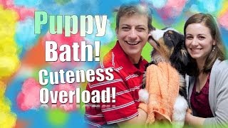 Teach YOUR Dog to LOVE Getting a Bath [upl. by Nnaoj]