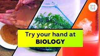 5 biology experiments you can do at home [upl. by Elsilrac]