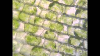 Osmosis in Elodea [upl. by Cooe]