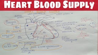 Heart Blood Supply 1  Right Coronary Artery  TCML  Dr Pawan nagar [upl. by Francesco652]