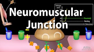 Neuromuscular Junction Animation [upl. by Nylekoorb]