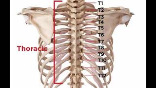 Two Minutes of Anatomy Thoracic Spine [upl. by Mcclish]