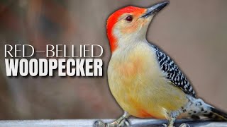 A Redbellied Woodpecker Overview [upl. by Ellemrac]