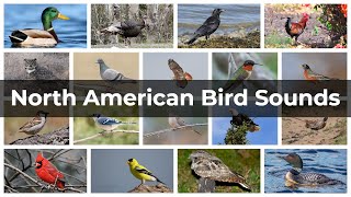 North American Bird Sounds  Compilation [upl. by Maryl906]