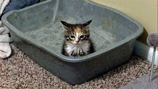 FUNNY CATS MEMES COMPILATION V38 [upl. by Piero]