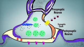 Synaptic Transmission [upl. by Emalia453]