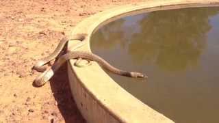 Inland Taipan Oxyuranus microlepidotus having a drink [upl. by Felic]